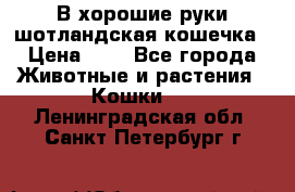 В хорошие руки шотландская кошечка › Цена ­ 7 - Все города Животные и растения » Кошки   . Ленинградская обл.,Санкт-Петербург г.